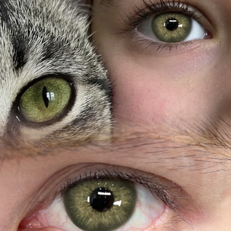 Sage Mist Green Yearly Colored Contacts